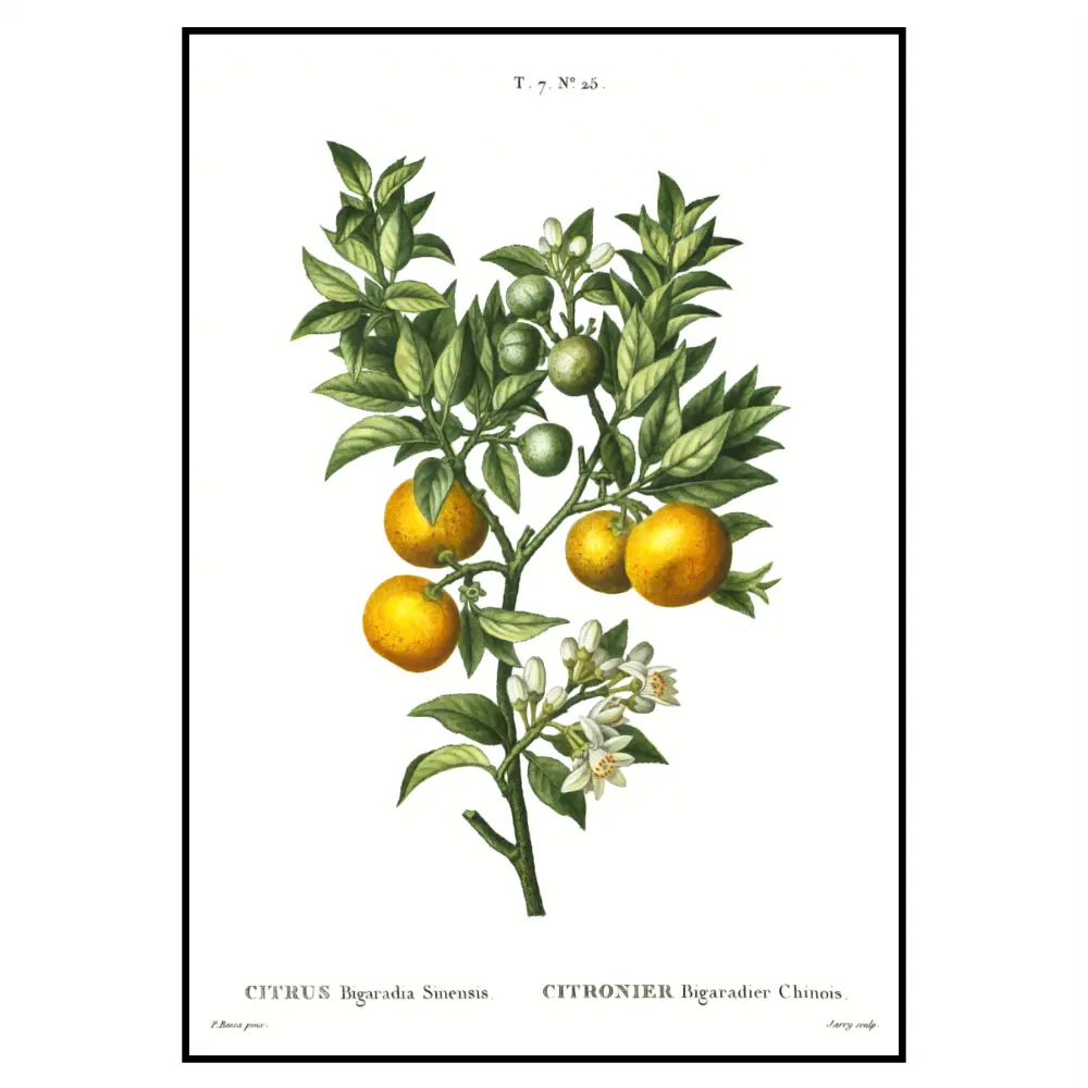 Фото 2 Постер 28 картин Апельсин дерево Ботаническая иллюстрация 50x40 см без рамы Фото 2 Постер 28 картин Апельсин дерево Ботаническая иллюстрация 50x40 см без рамы