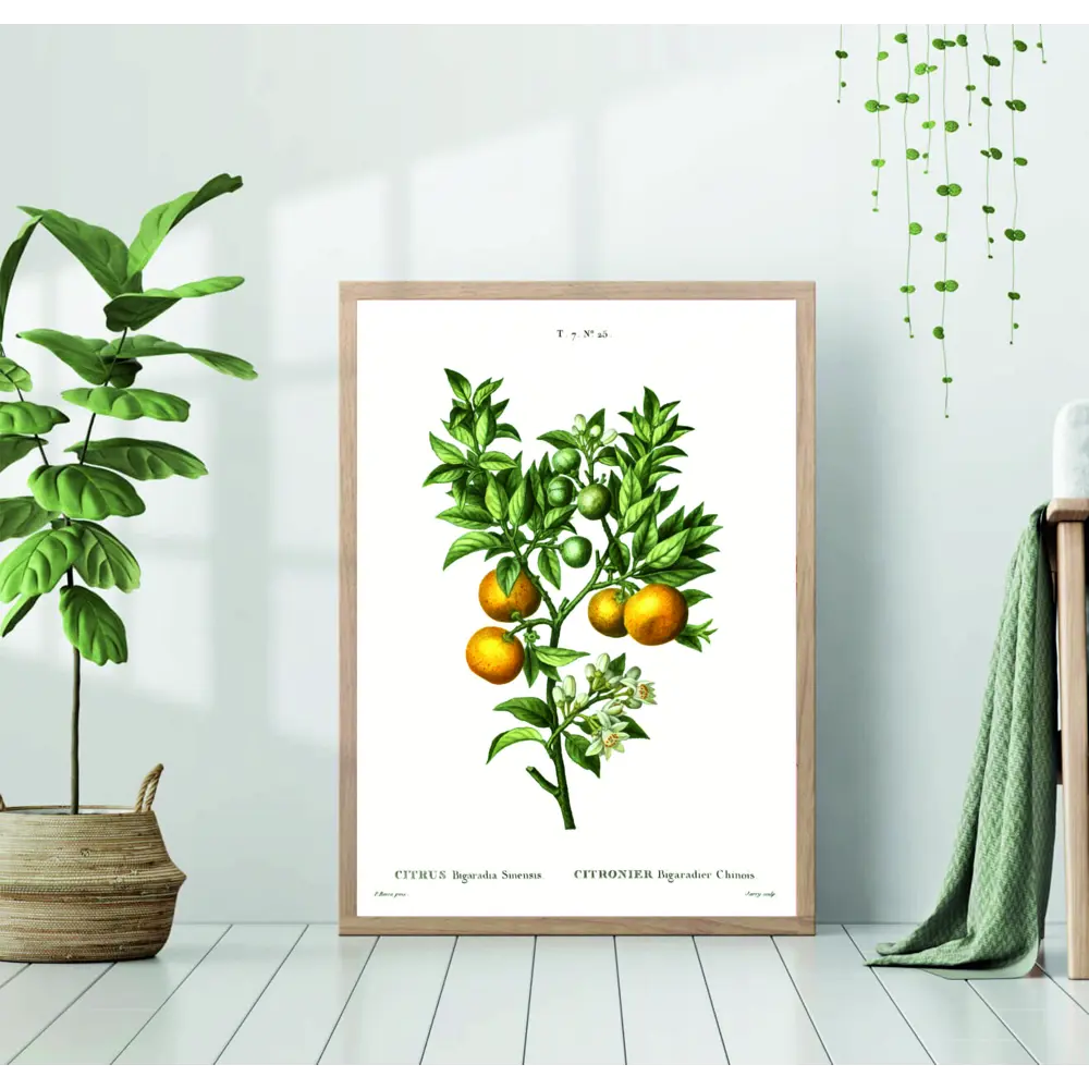 Фото Постер 28 картин Апельсин дерево Ботаническая иллюстрация 50x40 см без рамы Фото Постер 28 картин Апельсин дерево Ботаническая иллюстрация 50x40 см без рамы
