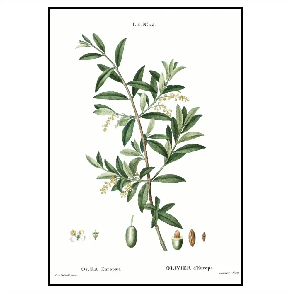 Фото 2 Постер 28 картин Ветка оливы оливки 70x50 см без рамы Фото 2 Постер 28 картин Ветка оливы оливки 70x50 см без рамы