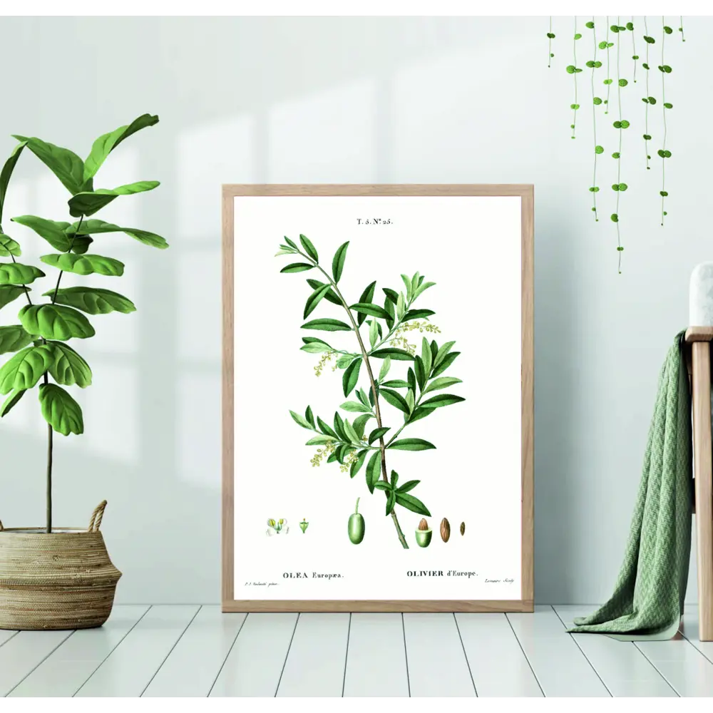 Фото Постер 28 картин Ветка оливы оливки 70x50 см без рамы Фото Постер 28 картин Ветка оливы оливки 70x50 см без рамы