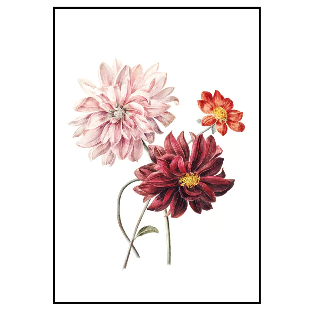 Фото 2 Постер 28 картин "Георгины" 40x50 см, в подарочном тубусе без рамы Фото 2 Постер 28 картин "Георгины" 40x50 см, в подарочном тубусе без рамы