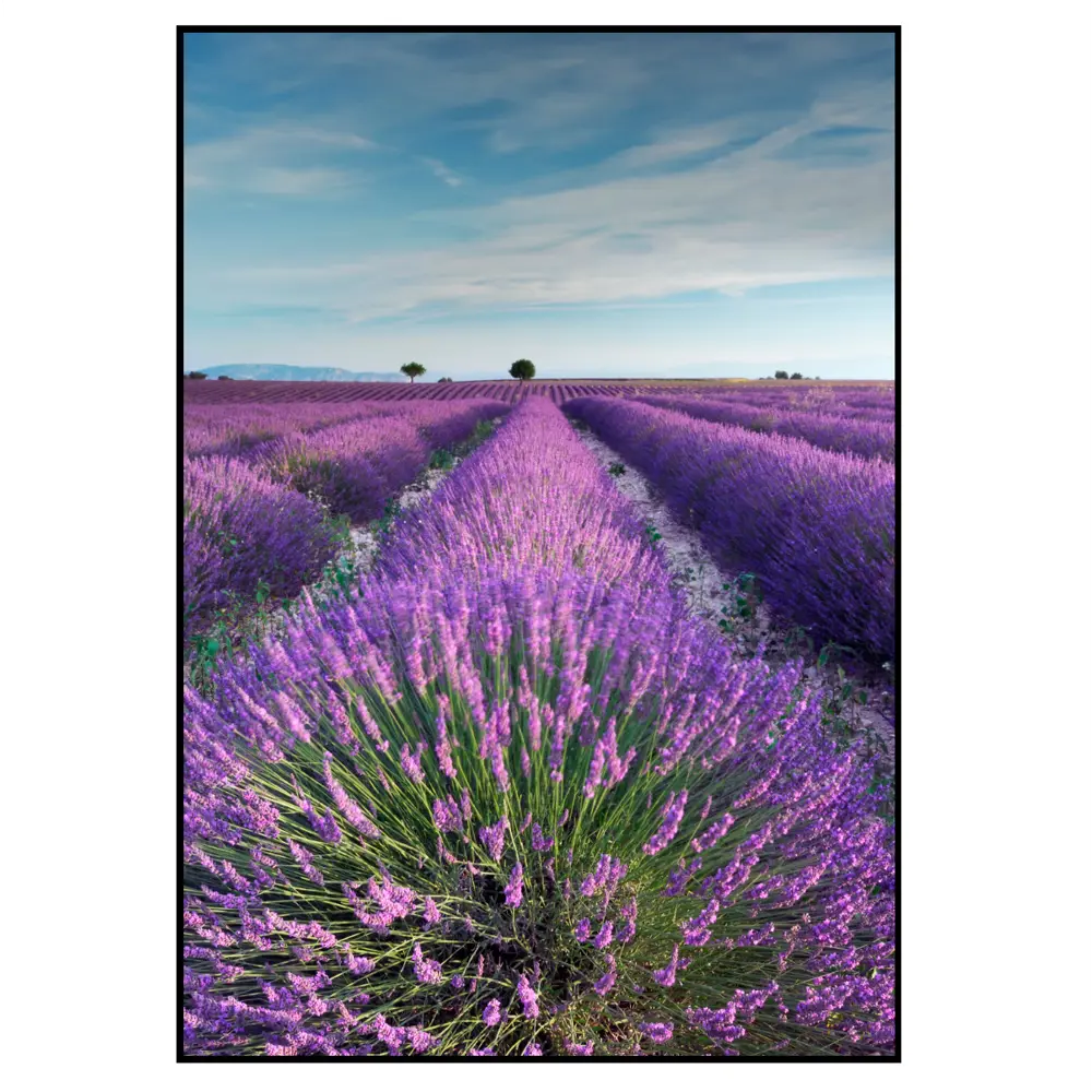 Фото 2 Постер 28 картин Лавандовое поле Природа 40x50 см, в подарочном тубусе без рамы Фото 2 Постер 28 картин Лавандовое поле Природа 40x50 см, в подарочном тубусе без рамы