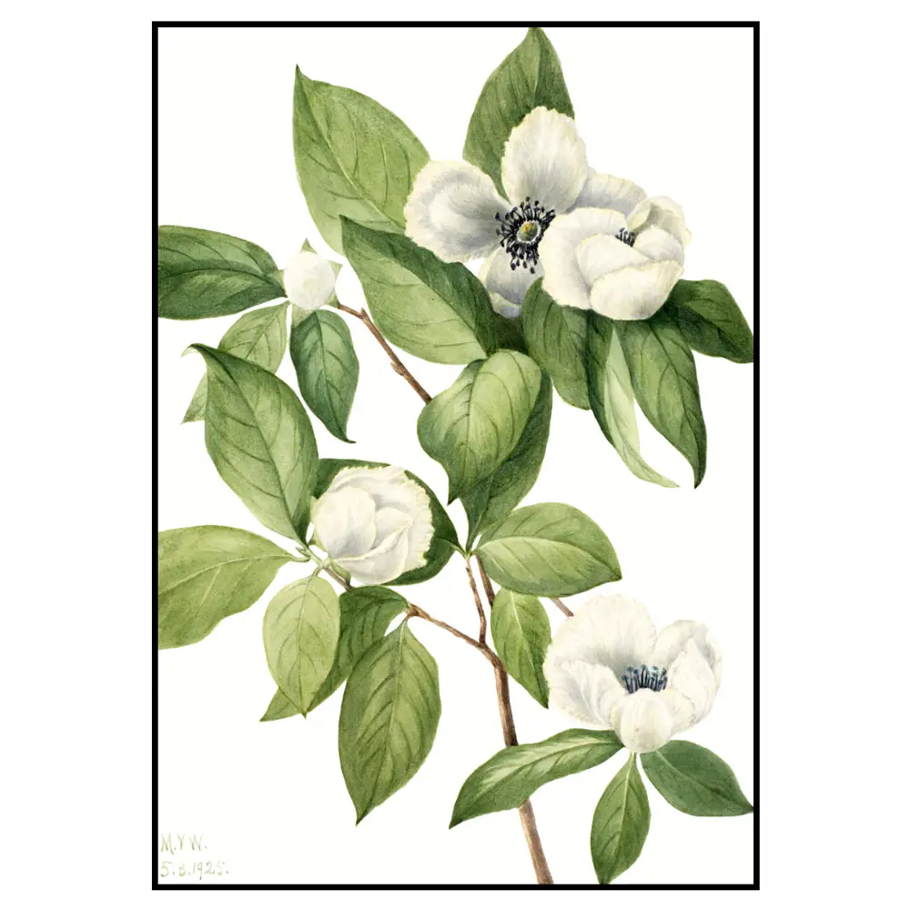 Фото 2 Постер 28 картин "Магнолия" 50x40 см в подарочном тубусе без рамы Фото 2 Постер 28 картин "Магнолия" 50x40 см в подарочном тубусе без рамы