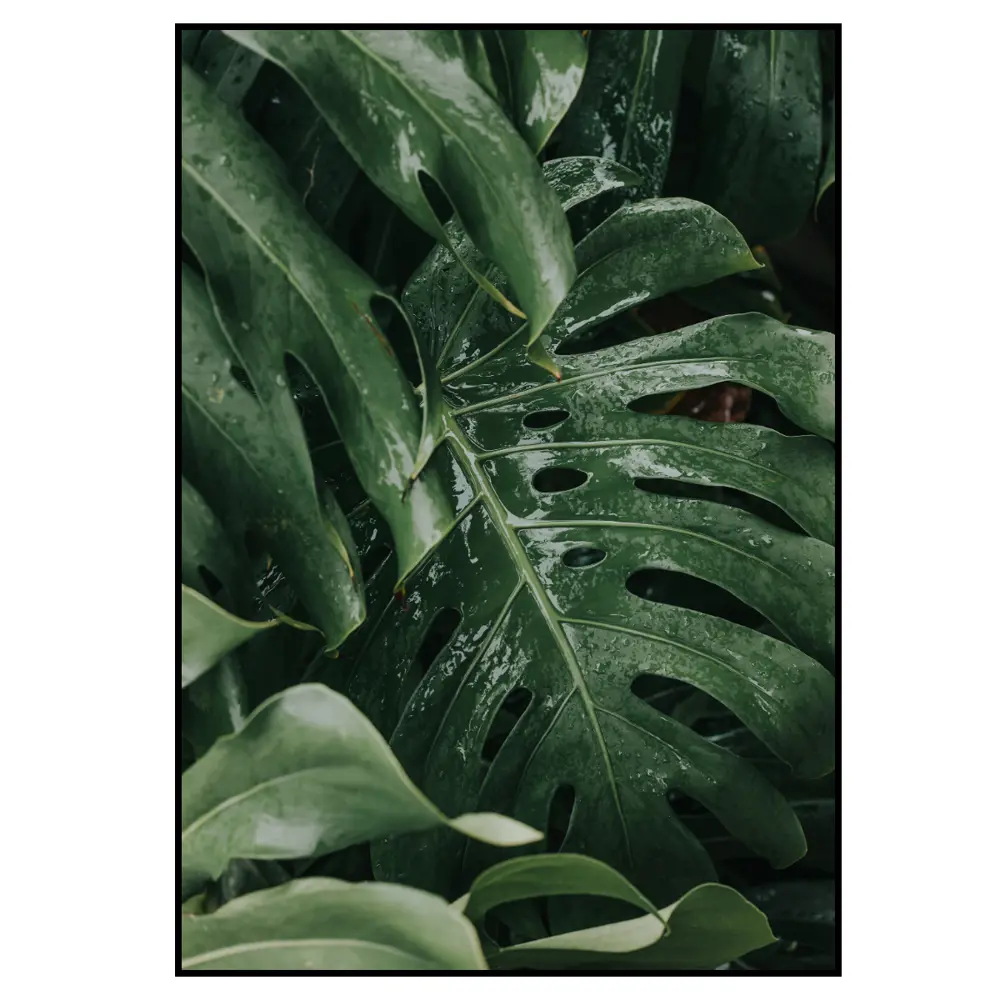 Фото 2 Постер 28 картин "Монстера листья" 70x50 см в подарочном тубусе без рамы Фото 2 Постер 28 картин "Монстера листья" 70x50 см в подарочном тубусе без рамы