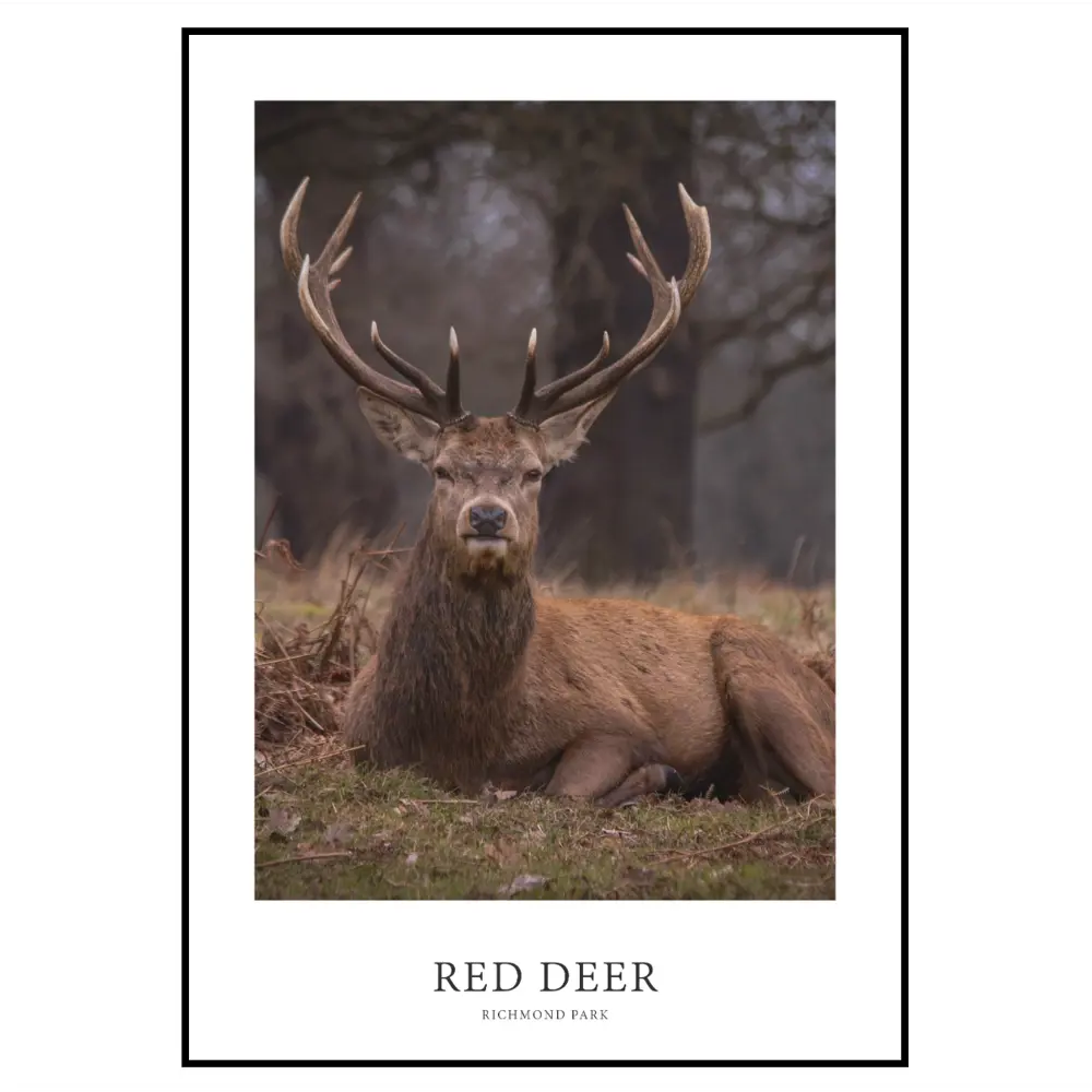 Фото 2 Постер 28 картин "Олень с рогами" 70x50 см в подарочном тубусе без рамы Фото 2 Постер 28 картин "Олень с рогами" 70x50 см в подарочном тубусе без рамы