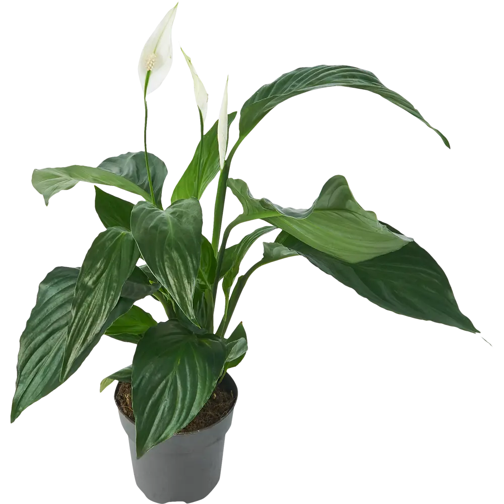 Фото 2 Спатифиллум Беллини Декор ø13 h40 - 45 см Фото 2 Спатифиллум Беллини Декор ø13 h40 - 45 см