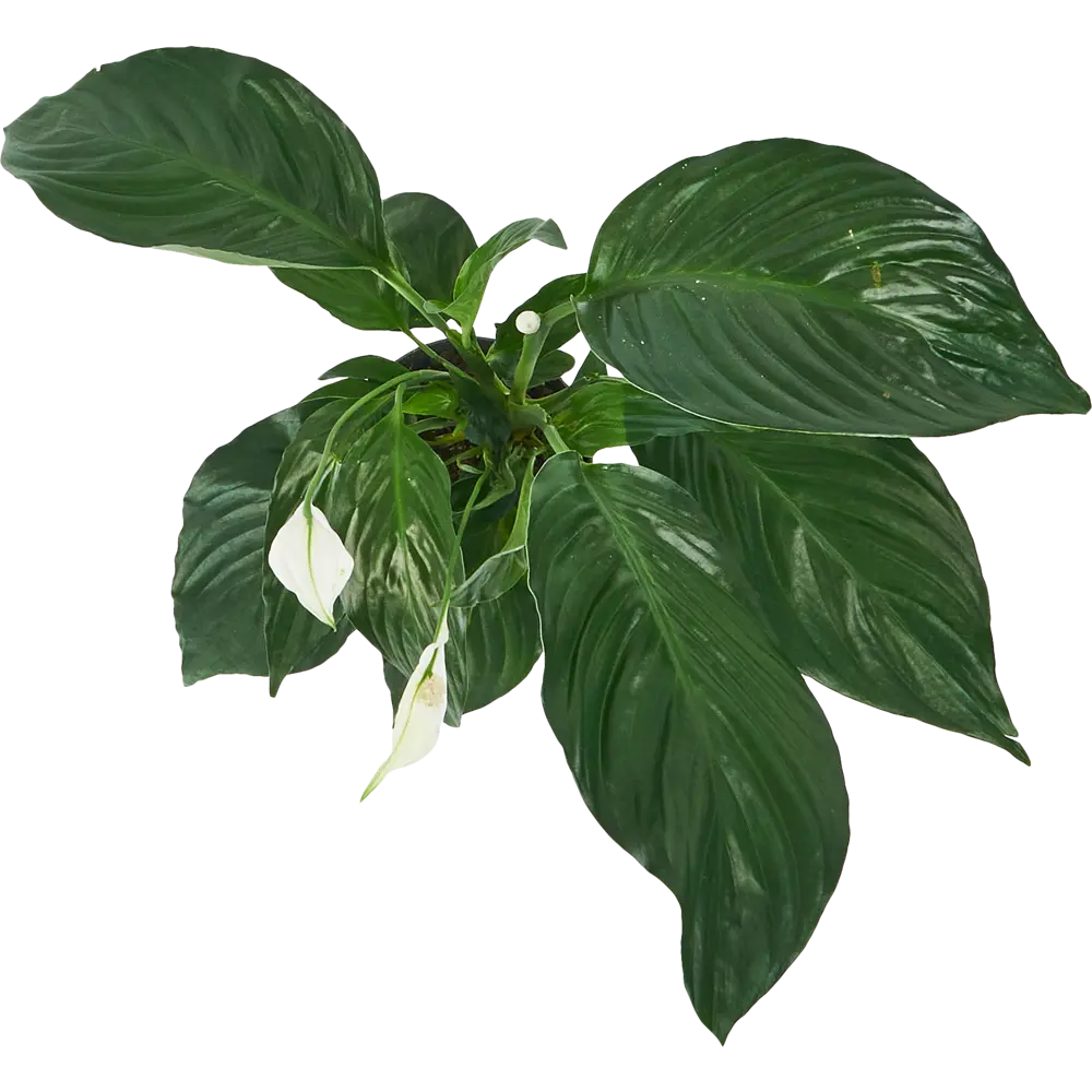 Фото 3 Спатифиллум Беллини Декор ø13 h40 - 45 см Фото 3 Спатифиллум Беллини Декор ø13 h40 - 45 см