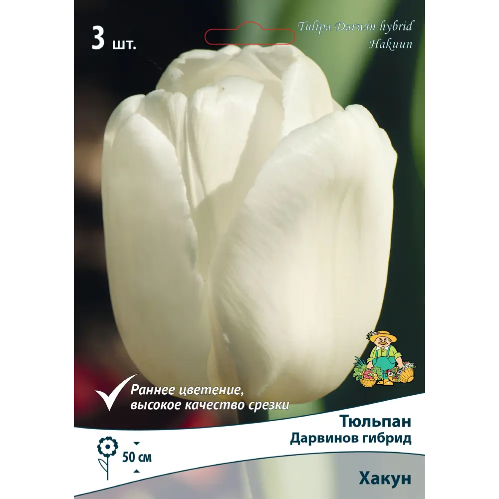 Фото Тюльпан «Дарвинов гибрид Хакун», высота 40 см, 3 шт. Фото Тюльпан «Дарвинов гибрид Хакун», высота 40 см, 3 шт.