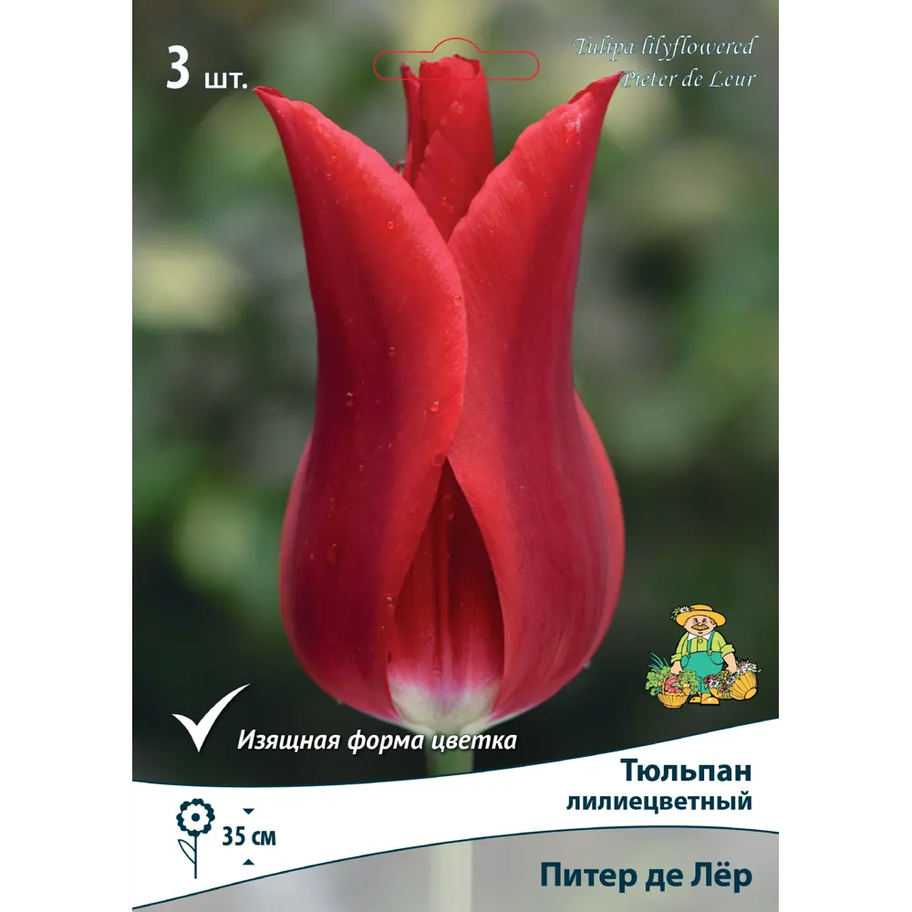 Фото Тюльпан лилиецветный «Питер де Лёр», высота 40 см, 3 шт. Фото Тюльпан лилиецветный «Питер де Лёр», высота 40 см, 3 шт.
