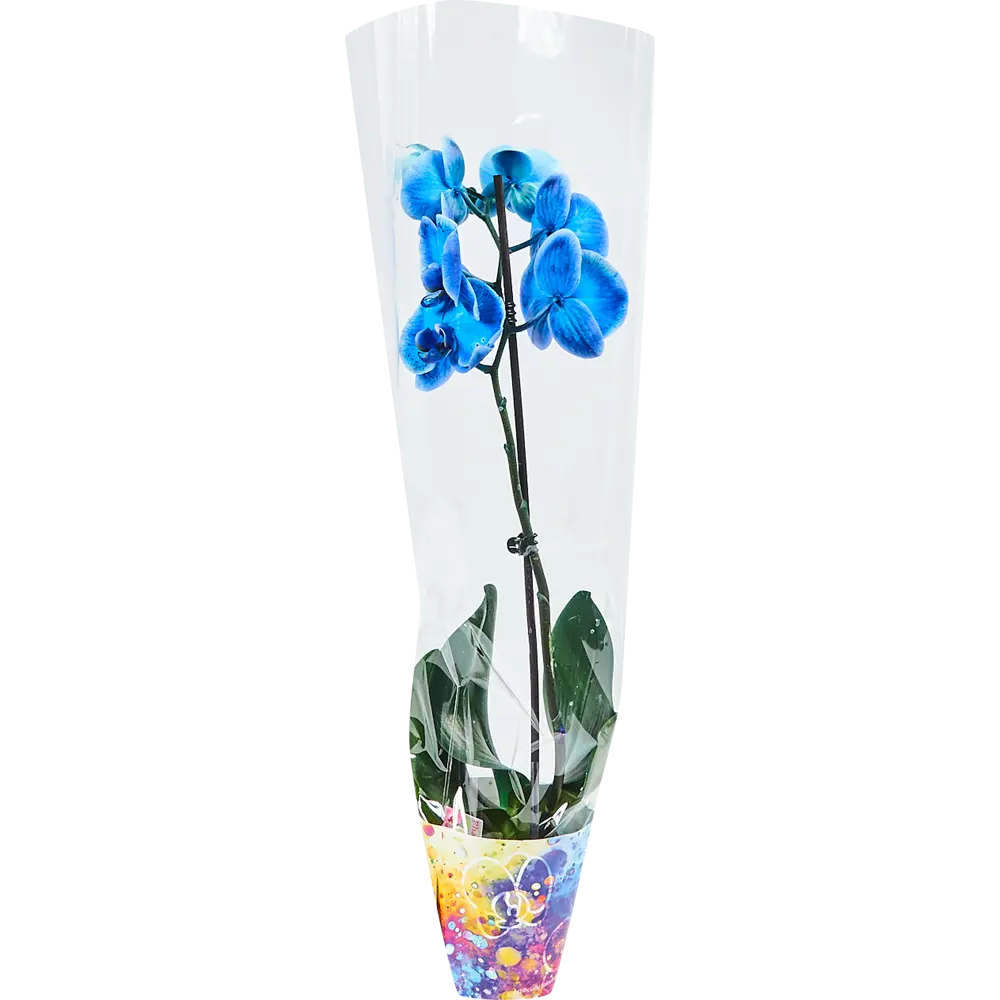 Фото 3 Орхидея Фаленопсис Роял блю окрашенный 1 стебель ø12 h60 см синий Фото 3 Орхидея Фаленопсис Роял блю окрашенный 1 стебель ø12 h60 см синий