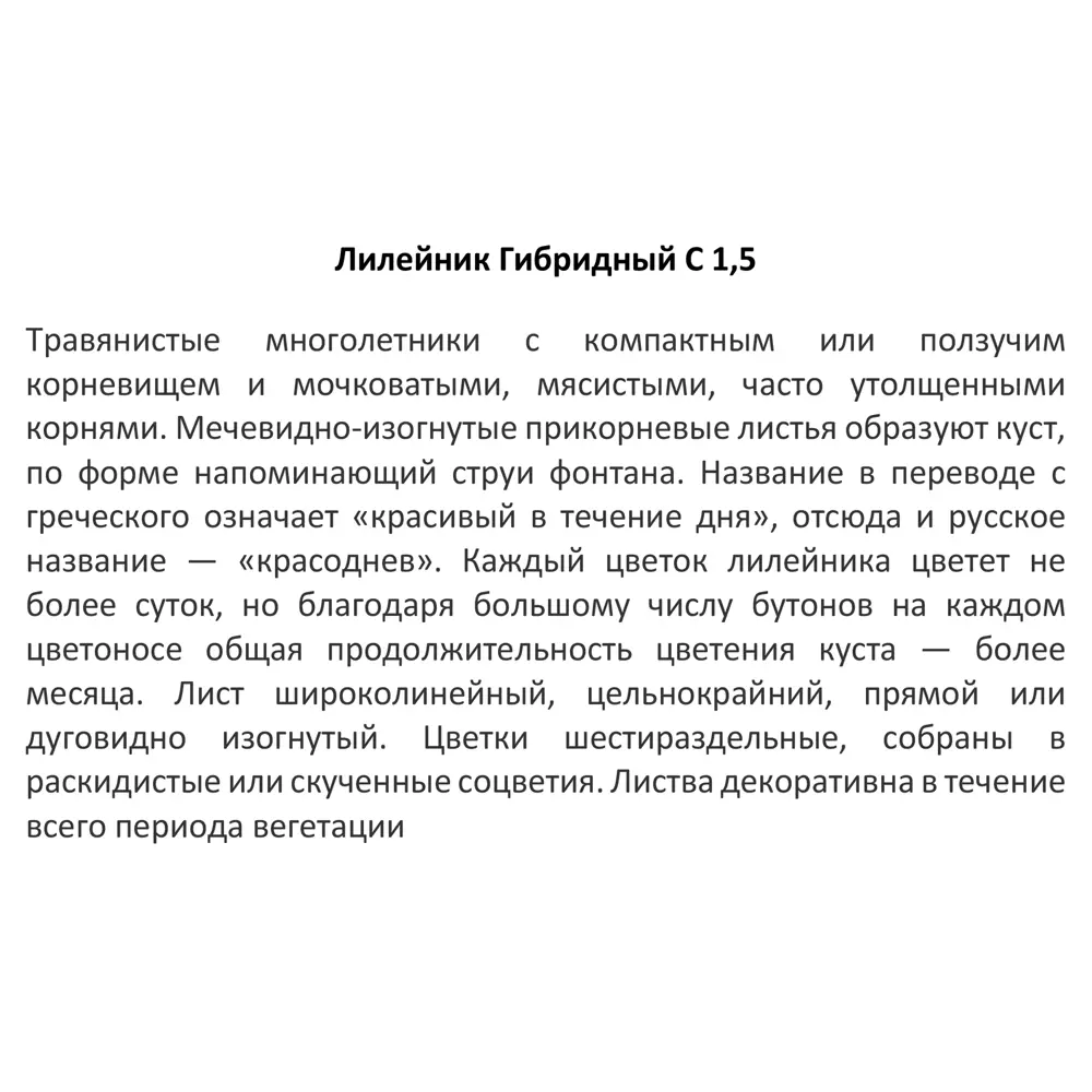Фото 4 Лилейник микс ø13.6 h25 см Фото 4 Лилейник микс ø13.6 h25 см