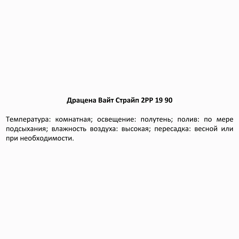 Фото 4 Драцена Вайт страйп ø19 h80-90 см Фото 4 Драцена Вайт страйп ø19 h80-90 см