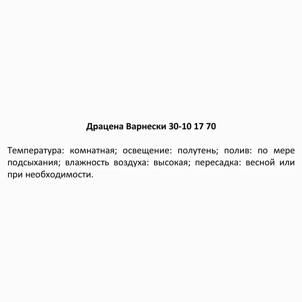 Фото 5 Драцена Варнески ø17 h60-70 см Фото 5 Драцена Варнески ø17 h60-70 см
