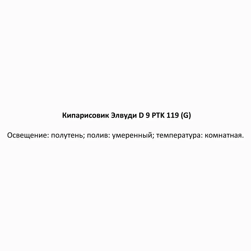 Фото 6 Кипарисовик Элвуди PTK119 ø9 h38 см Фото 6 Кипарисовик Элвуди PTK119 ø9 h38 см