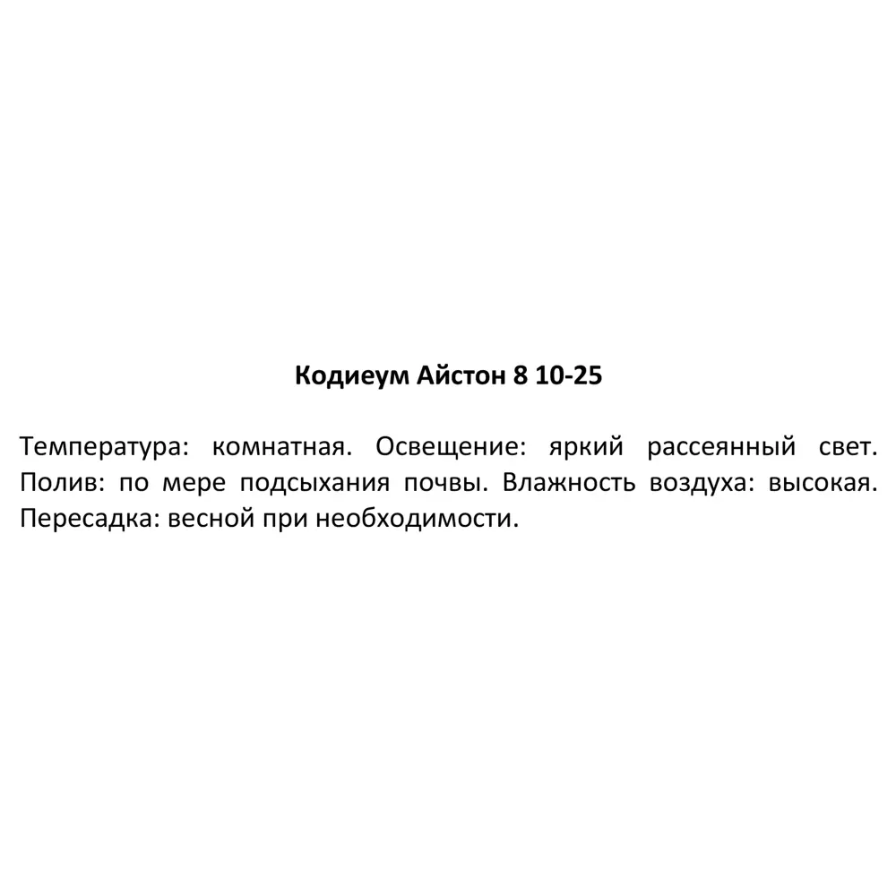 Фото 3 Декоративно-лиственное растение Кодиеум айстон ø8 h10-25 см Фото 3 Декоративно-лиственное растение Кодиеум айстон ø8 h10-25 см