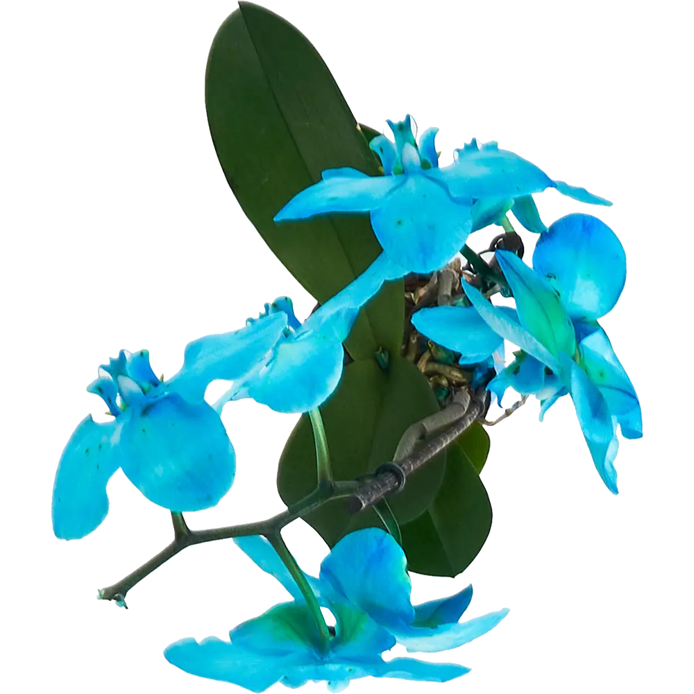 Фото 3 Орхидея фаленопсис блу 2рр ø12 h60 см Фото 3 Орхидея фаленопсис блу 2рр ø12 h60 см