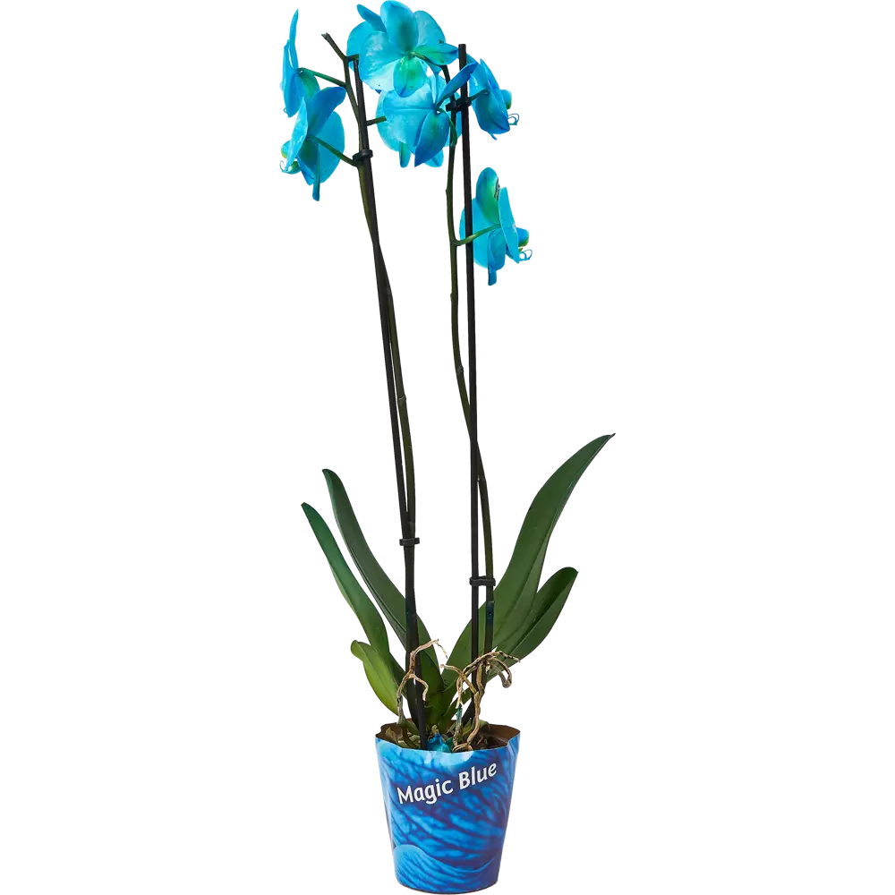 Фото Орхидея фаленопсис блу 2рр ø12 h60 см Фото Орхидея фаленопсис блу 2рр ø12 h60 см