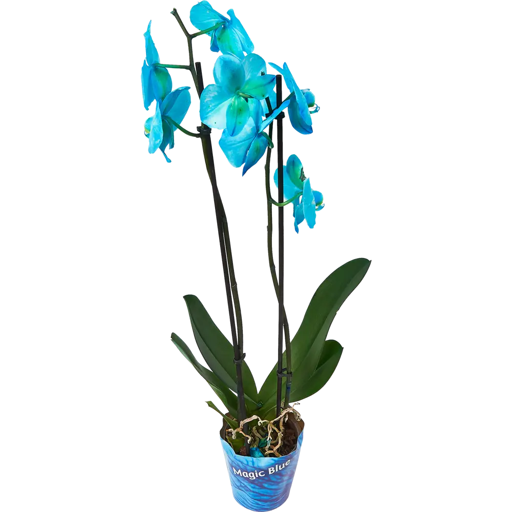 Фото 2 Орхидея фаленопсис блу 2рр ø12 h60 см Фото 2 Орхидея фаленопсис блу 2рр ø12 h60 см