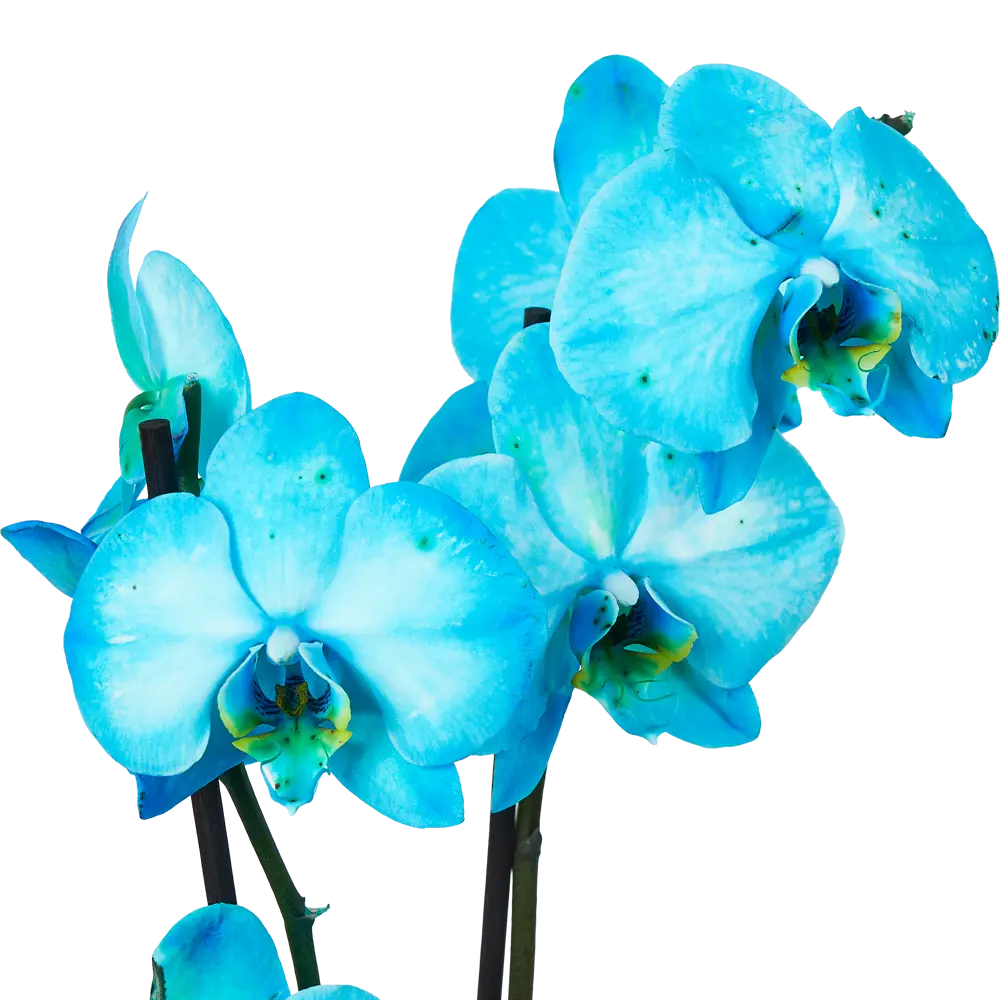 Фото 5 Орхидея фаленопсис блу 2рр ø12 h60 см Фото 5 Орхидея фаленопсис блу 2рр ø12 h60 см