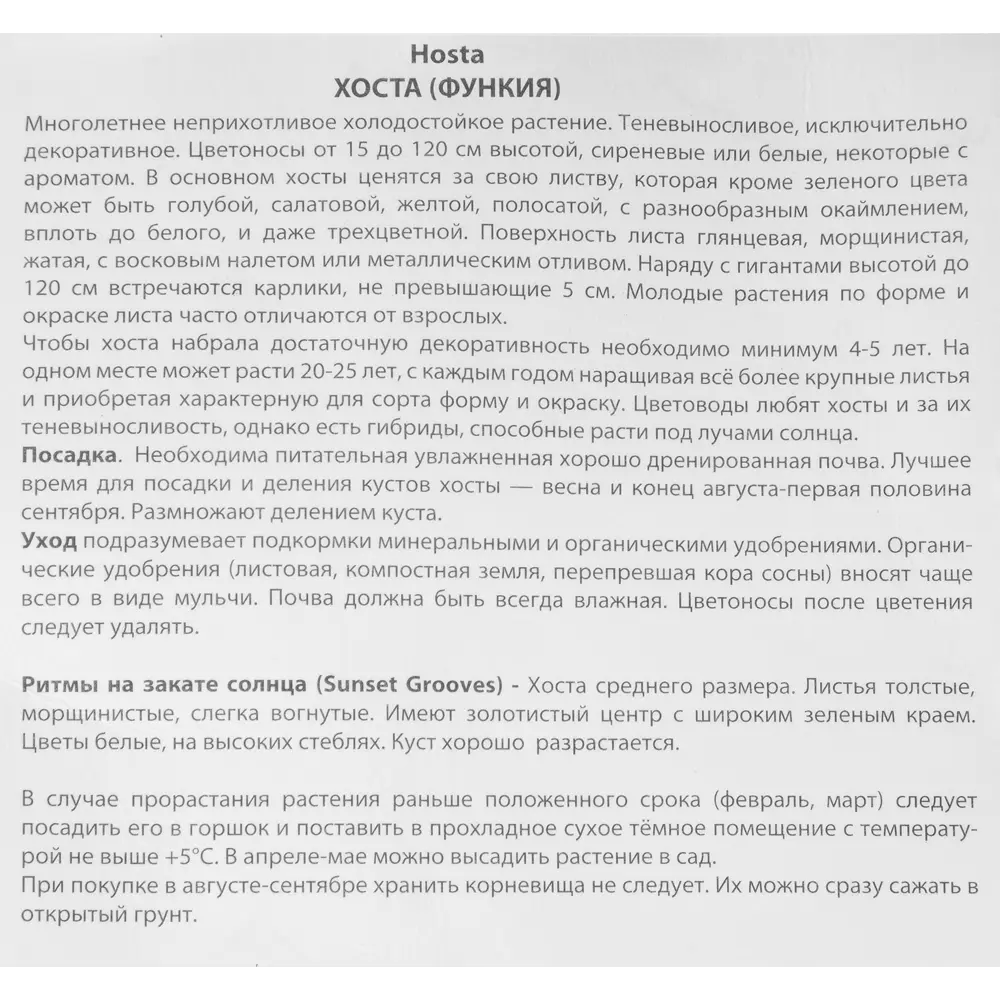 Фото 3 Хоста гибридная Сансет Грувз Фото 3 Хоста гибридная Сансет Грувз