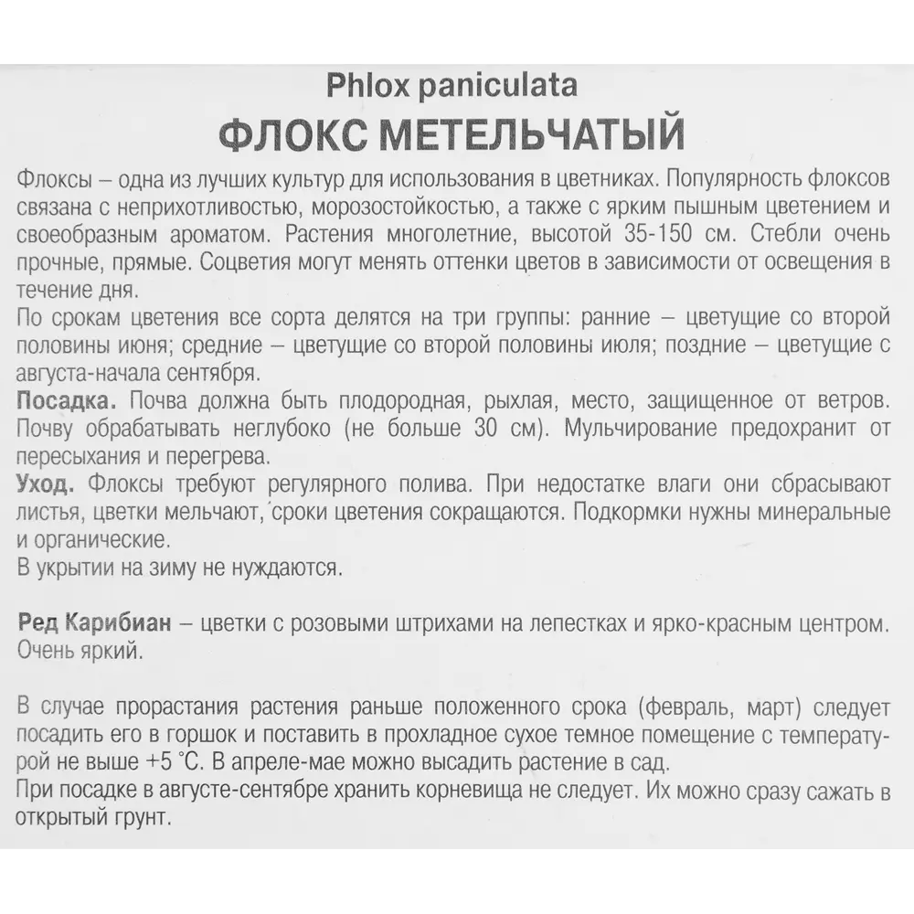 Фото 3 Флокс метельчатый Ред Карибиан Фото 3 Флокс метельчатый Ред Карибиан