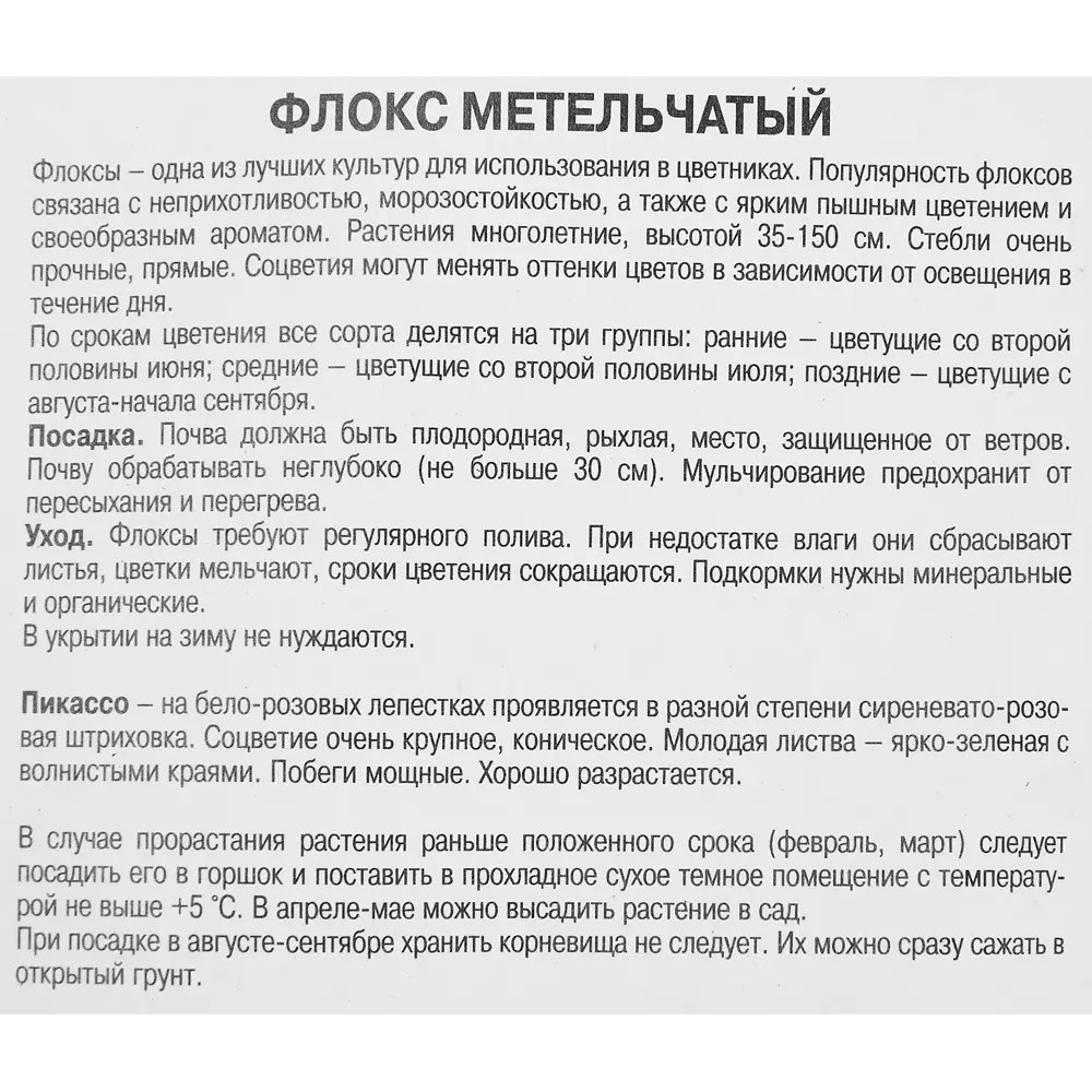 Фото 3 Флокс метельчатый Пикассо Фото 3 Флокс метельчатый Пикассо
