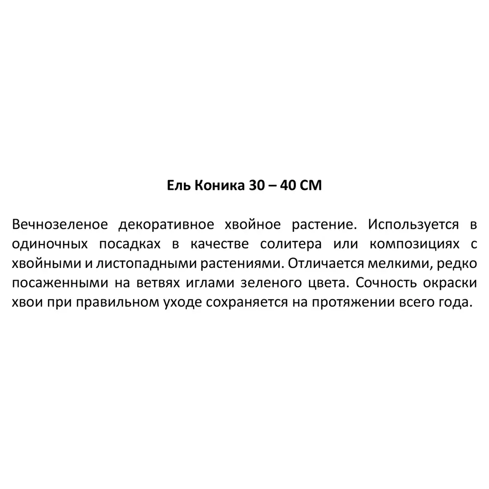 Фото 4 Ель Коника h30-40 см Фото 4 Ель Коника h30-40 см