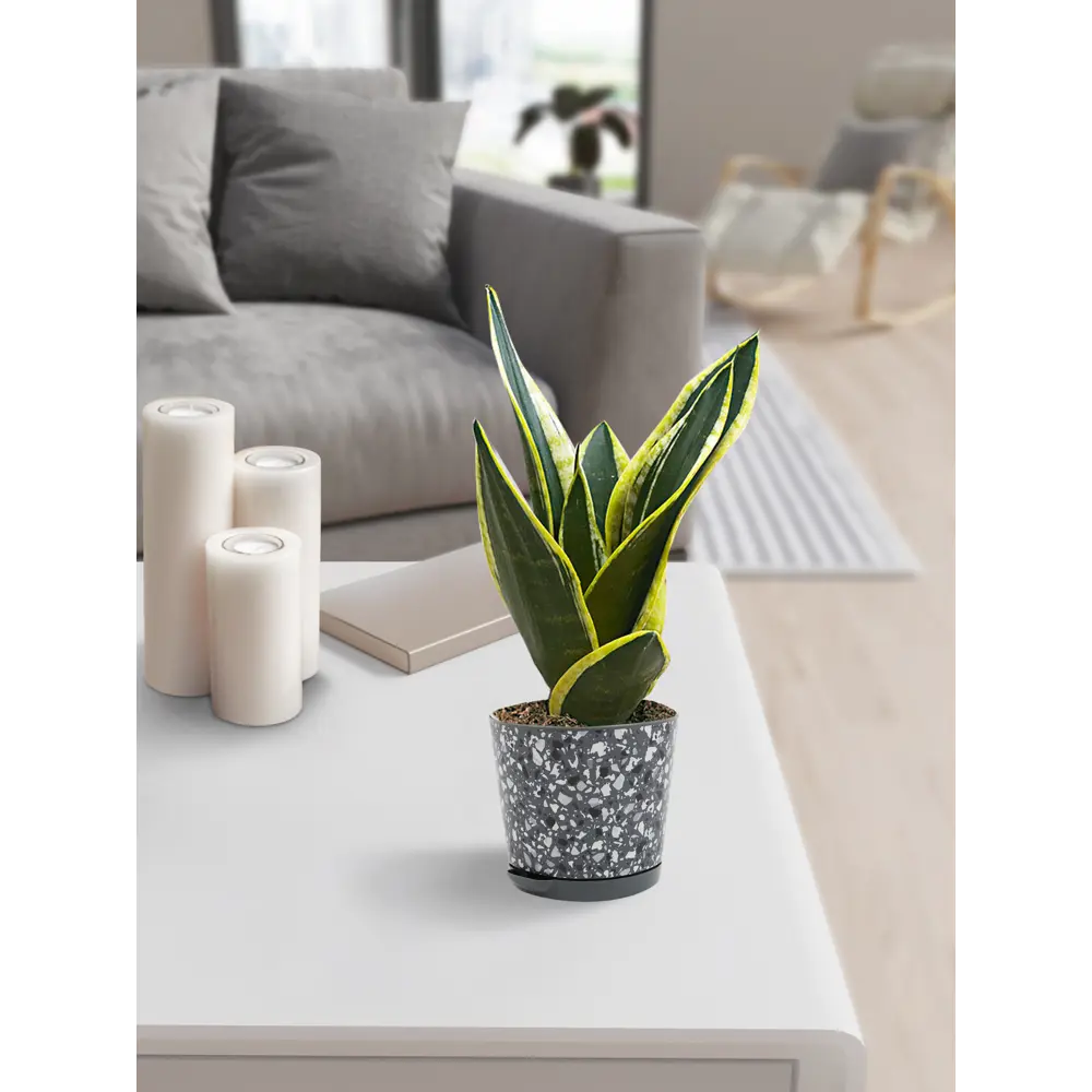 Фото 4 Горшок для цветов Stone Flower ø12 h11 см v0.75 л пластик черный Фото 4 Горшок для цветов Stone Flower ø12 h11 см v0.75 л пластик черный