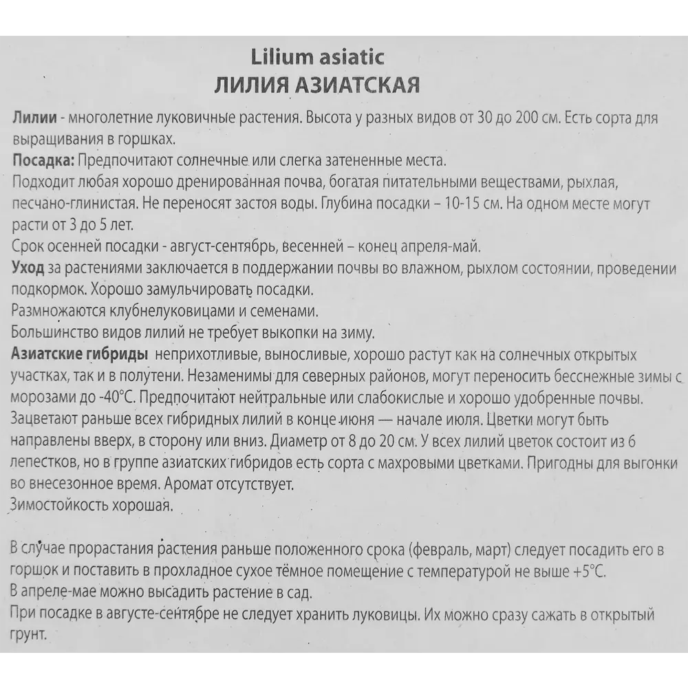 Фото 3 Лилия азиатская Инувик Фото 3 Лилия азиатская Инувик
