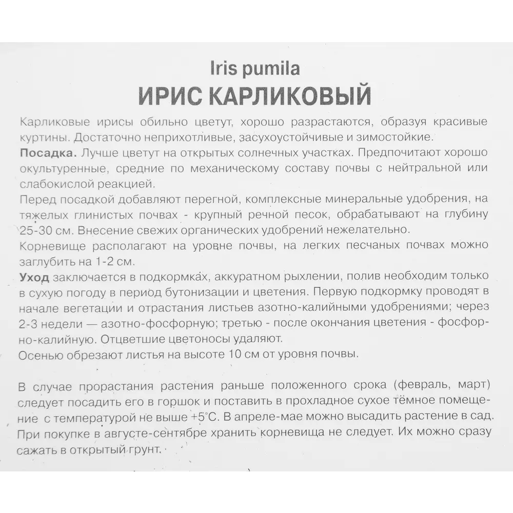 Фото 3 Ирис карликовый Тиклд Пич Фото 3 Ирис карликовый Тиклд Пич