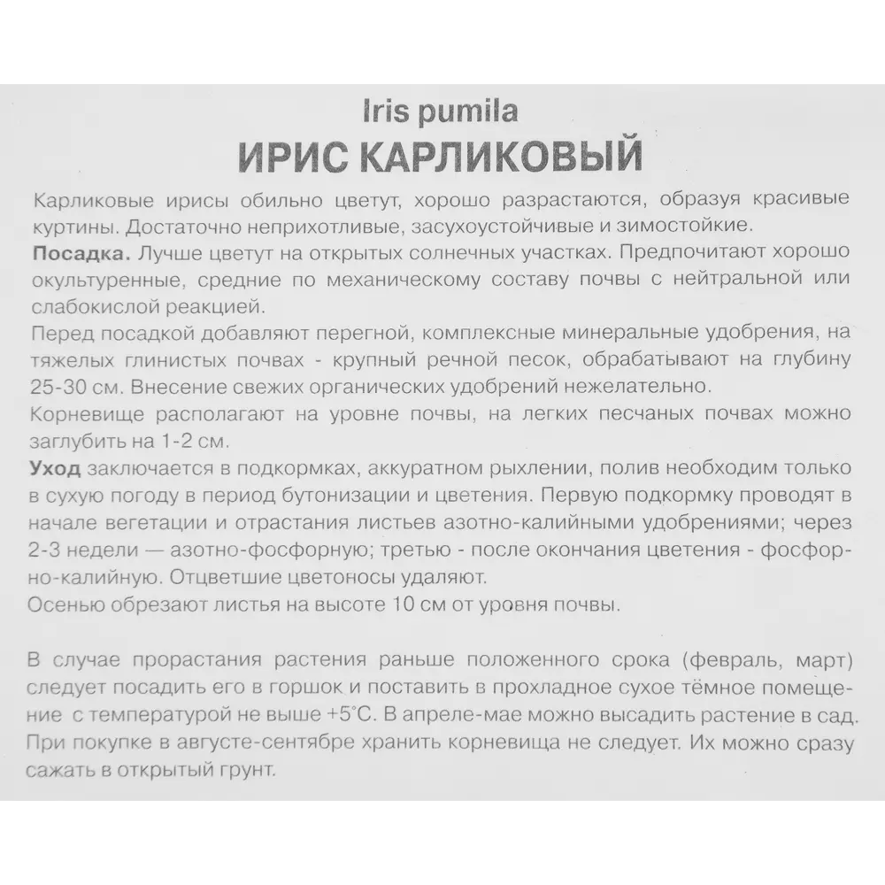 Фото 3 Ирис карликовый Черри Гарден Фото 3 Ирис карликовый Черри Гарден