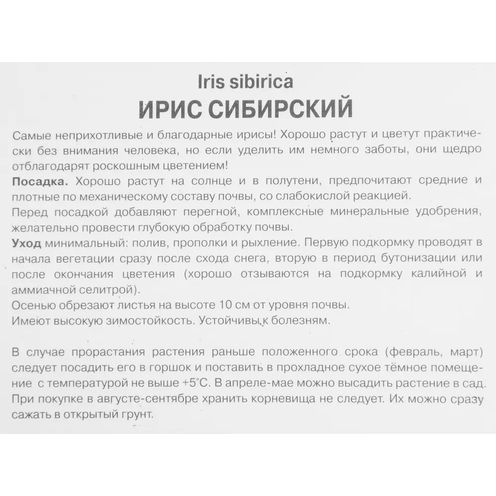 Фото 3 Ирис сибирский Блэк Джокер Фото 3 Ирис сибирский Блэк Джокер