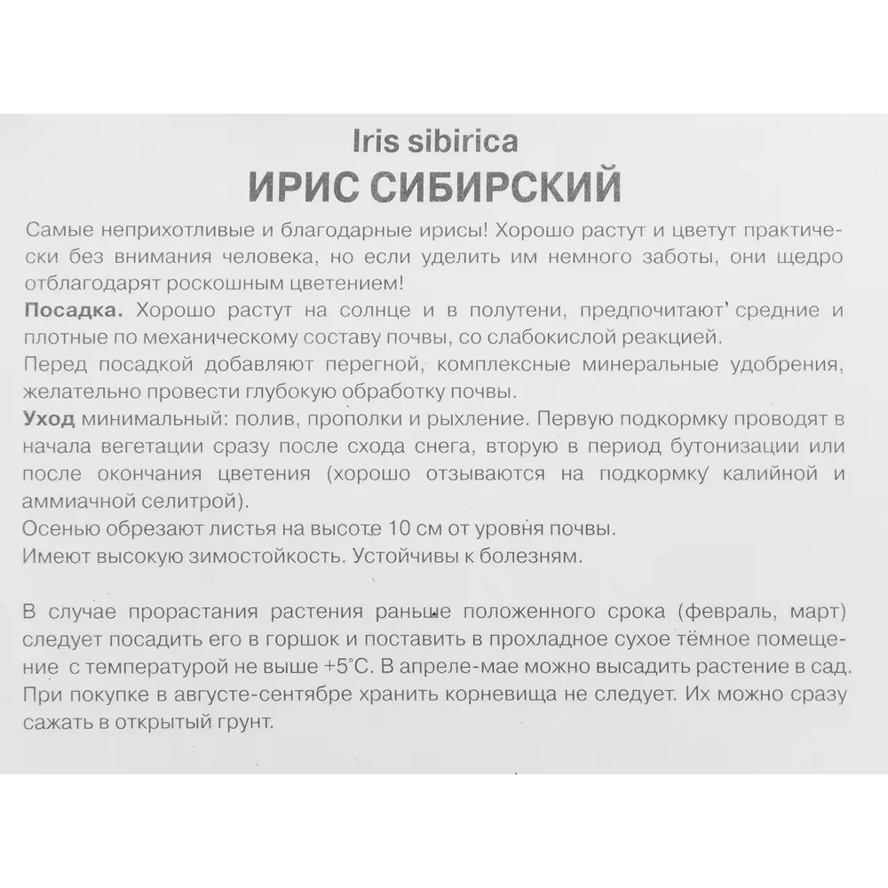 Фото 3 Ирис сибирский Тамбл Баг Фото 3 Ирис сибирский Тамбл Баг