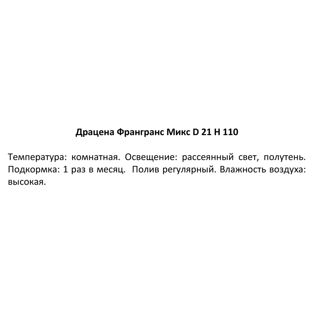 Фото 2 Драцена Фрагранс микс ø21 h110 см Росток Фото 2 Драцена Фрагранс микс ø21 h110 см Росток