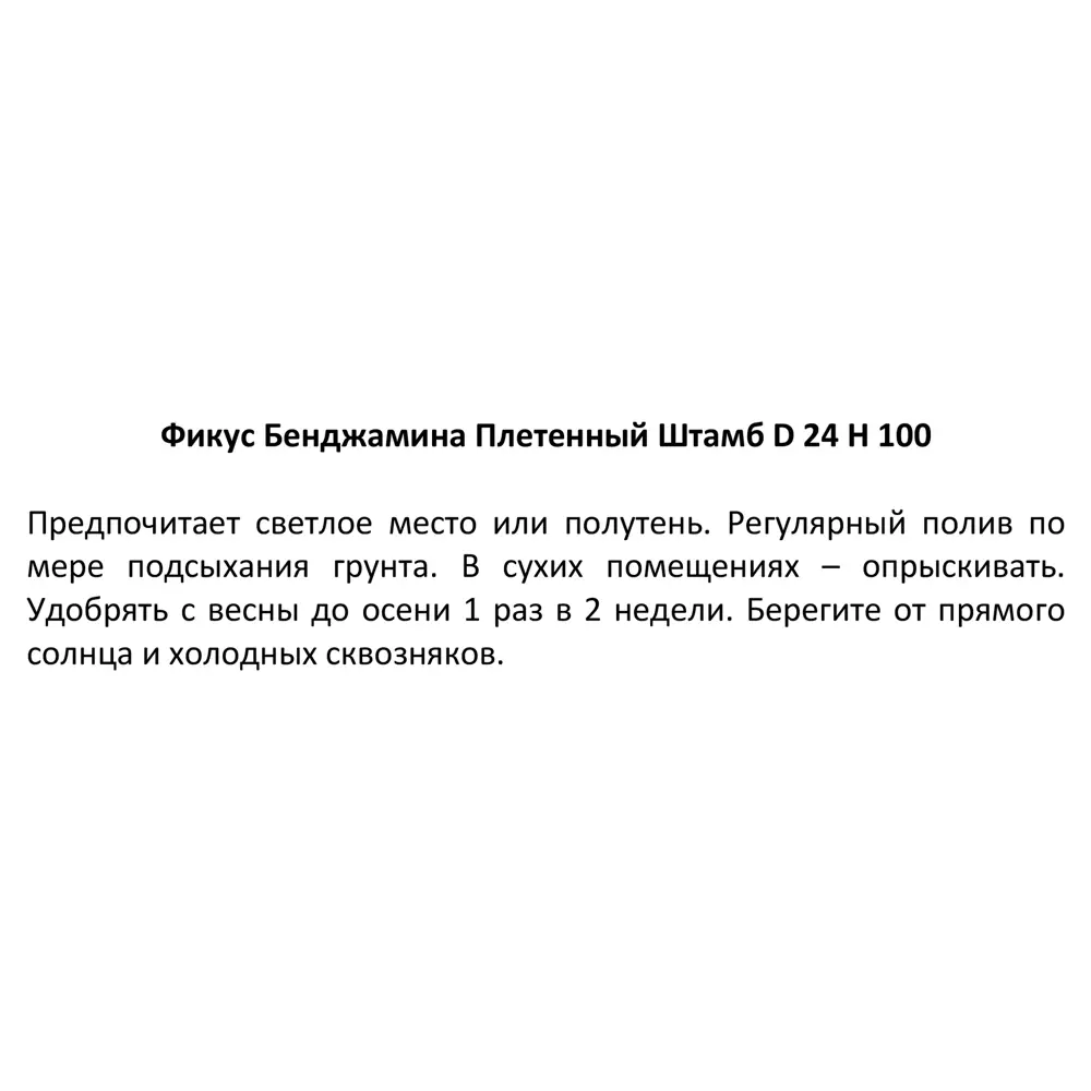 Фото 3 Фикус Бенджамина ø24 h100 см Росток