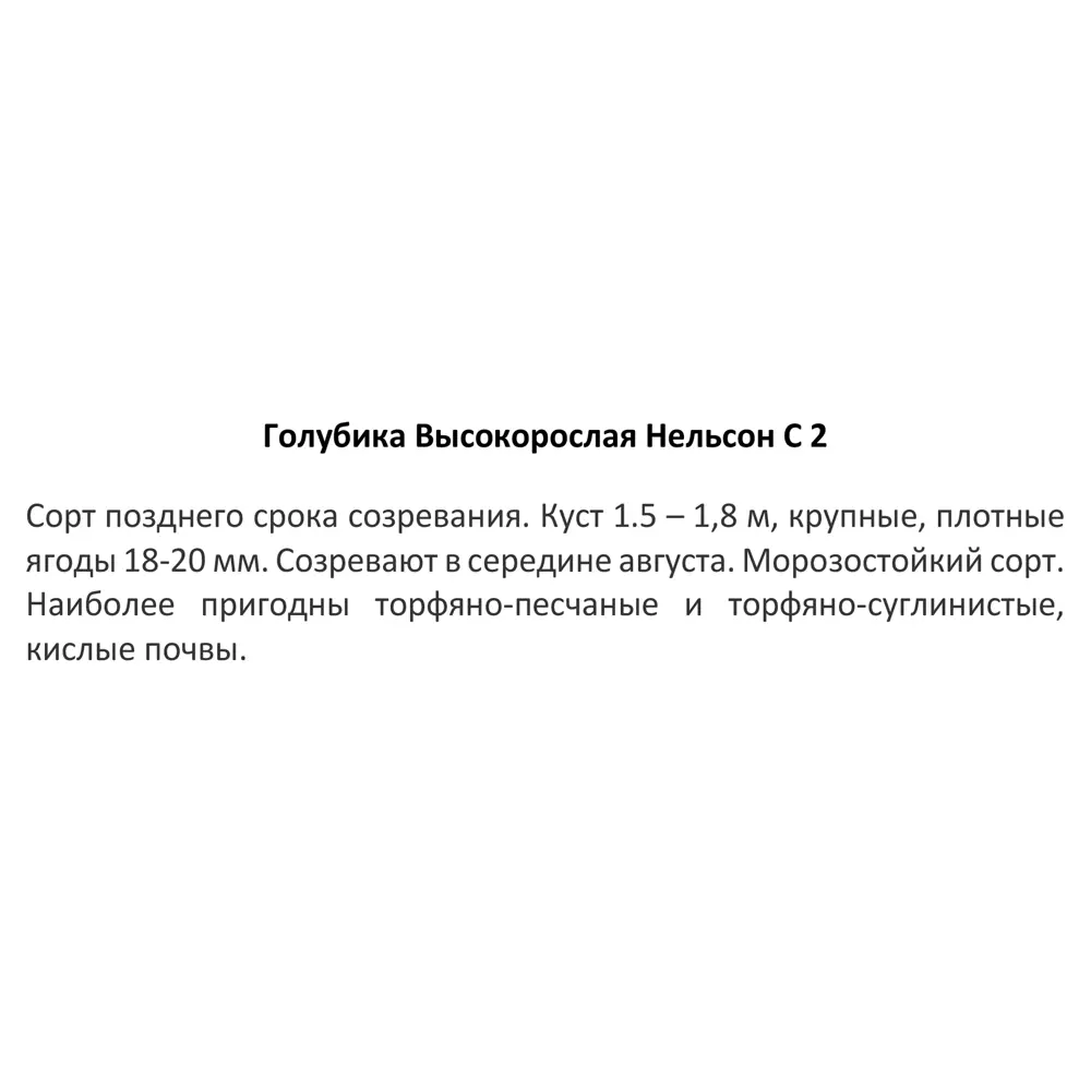 Фото 3 Голубика высокорослая Нельсон ø17 h30 см Фото 3 Голубика высокорослая Нельсон ø17 h30 см