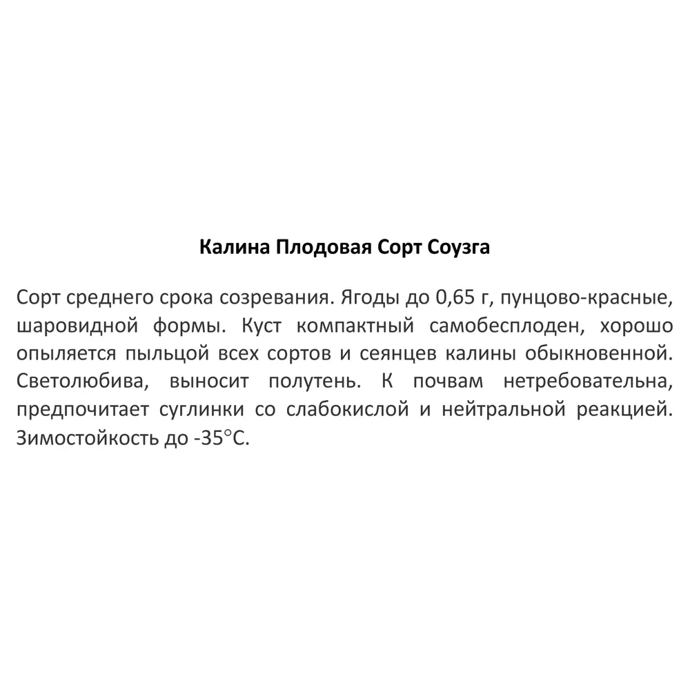 Фото 4 Калина плодовая Соузга ø15 h40 см Фото 4 Калина плодовая Соузга ø15 h40 см