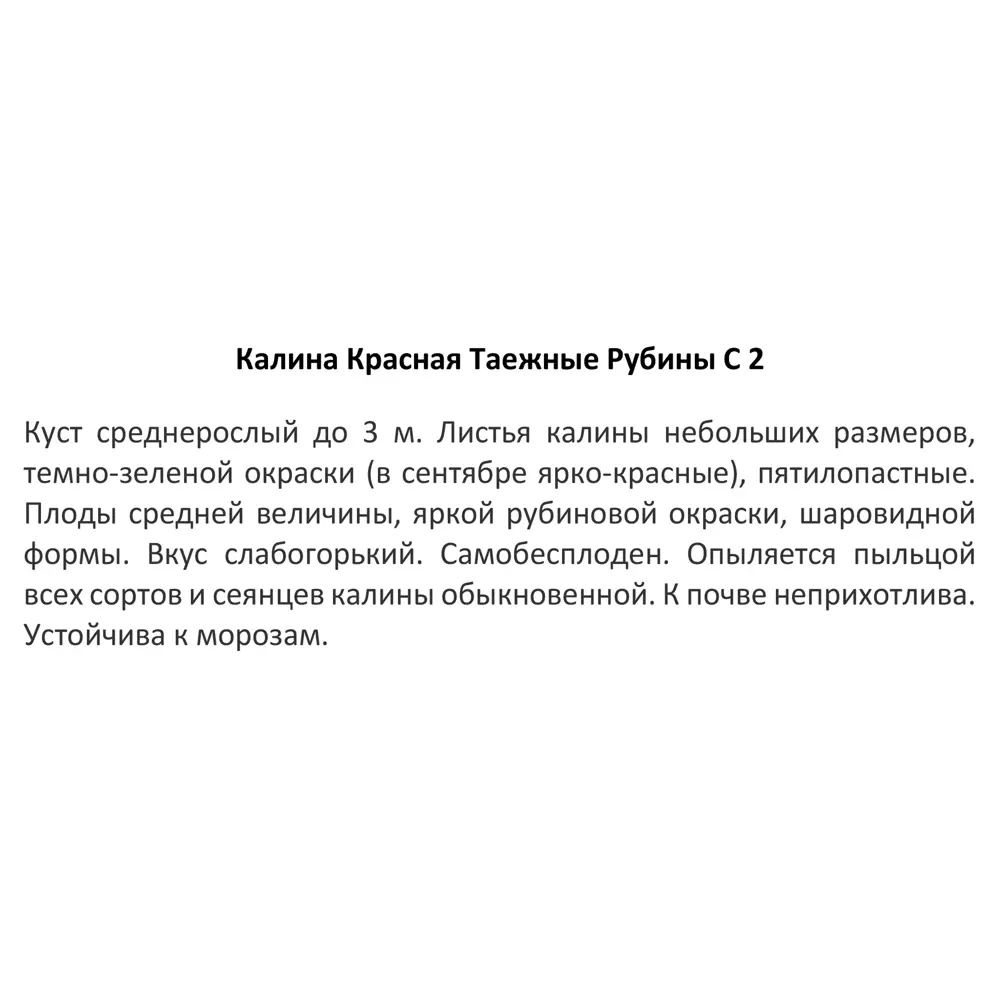 Фото 3 Калина красная Таежные рубины ø17 h30 см Фото 3 Калина красная Таежные рубины ø17 h30 см