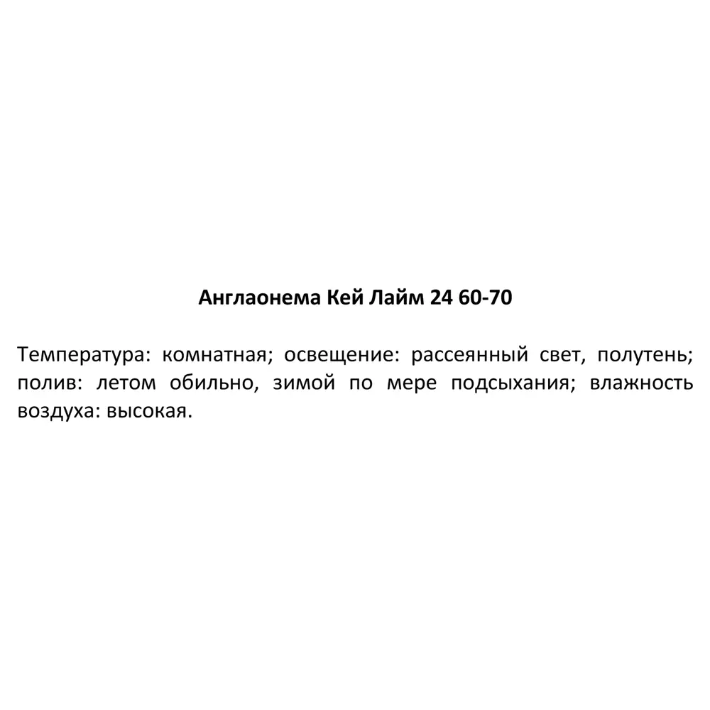 Фото 4 Аглаонема Сильвер Бей ø24 h50 см Фото 4 Аглаонема Сильвер Бей ø24 h50 см
