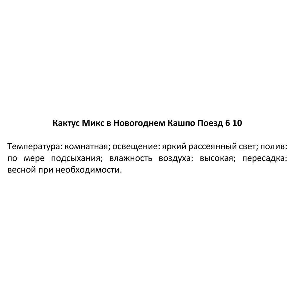 Фото 9 Кактус Микс в Новогоднем кашпо ø6 h10 см Фото 9 Кактус Микс в Новогоднем кашпо ø6 h10 см