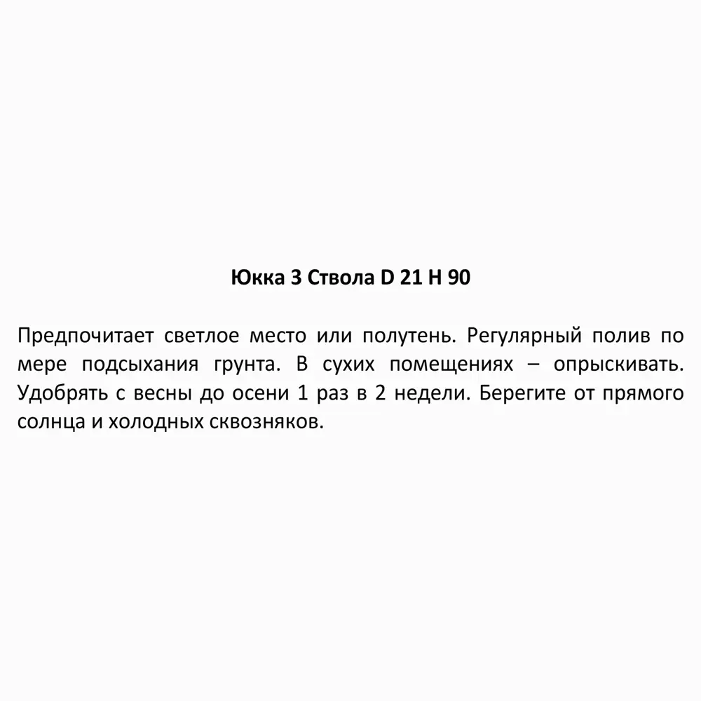Фото 3 Юкка 3 ствола ø21 h80 см Фото 3 Юкка 3 ствола ø21 h80 см