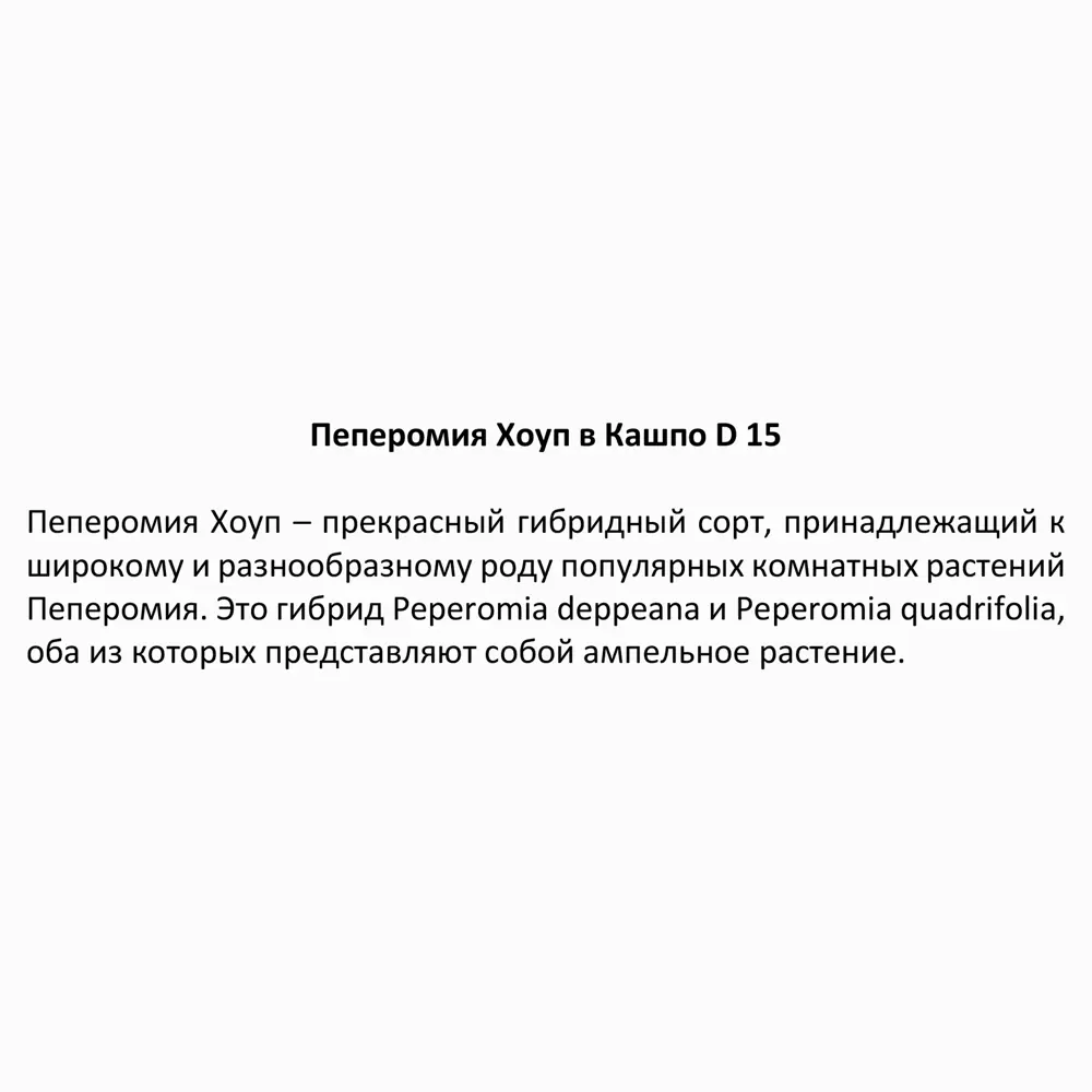 Фото 4 Пеперомия Хоуп ø15 h25 см Фото 4 Пеперомия Хоуп ø15 h25 см
