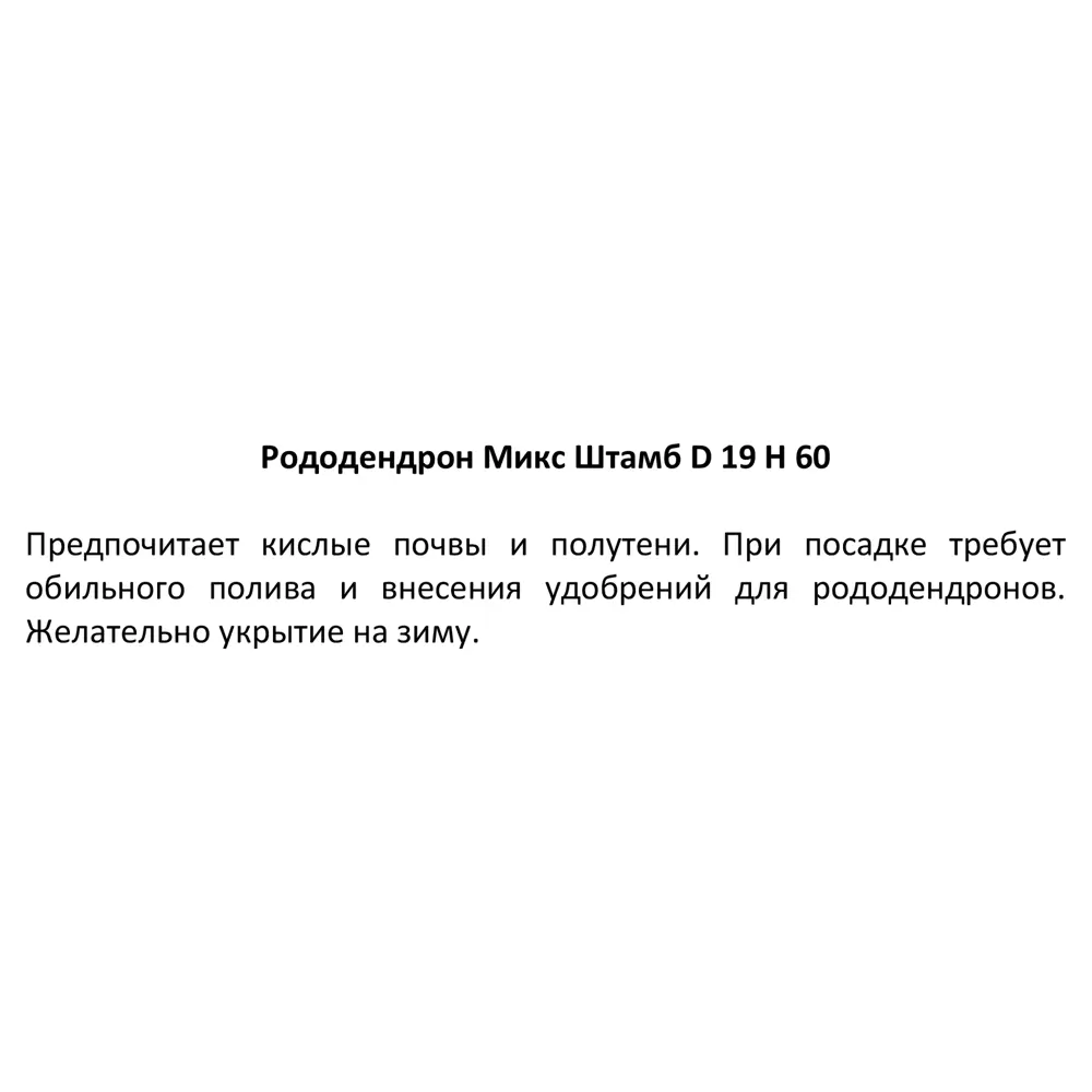 Фото 6 Рододендрон микс ø19 h60 см Росток Фото 6 Рододендрон микс ø19 h60 см Росток