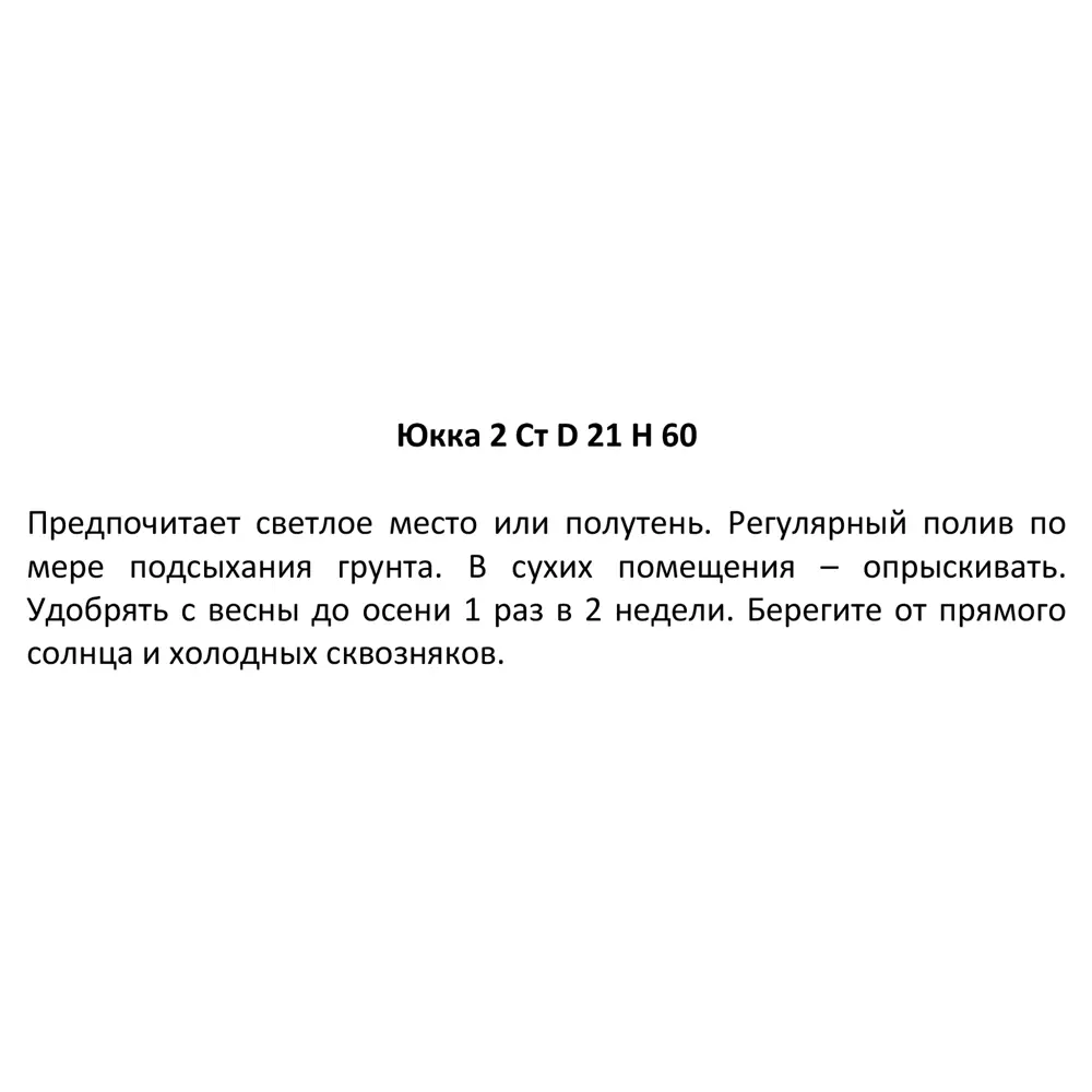 Фото 3 Юкка 2 ствола ø21 h80 см Фото 3 Юкка 2 ствола ø21 h80 см