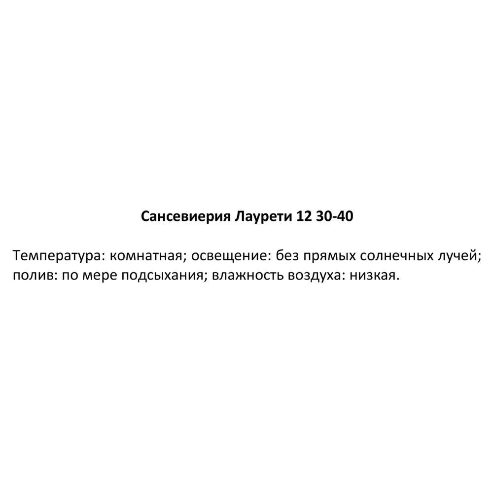 Фото 4 Сансевиерия Лауренти ø12 h30 см Фото 4 Сансевиерия Лауренти ø12 h30 см