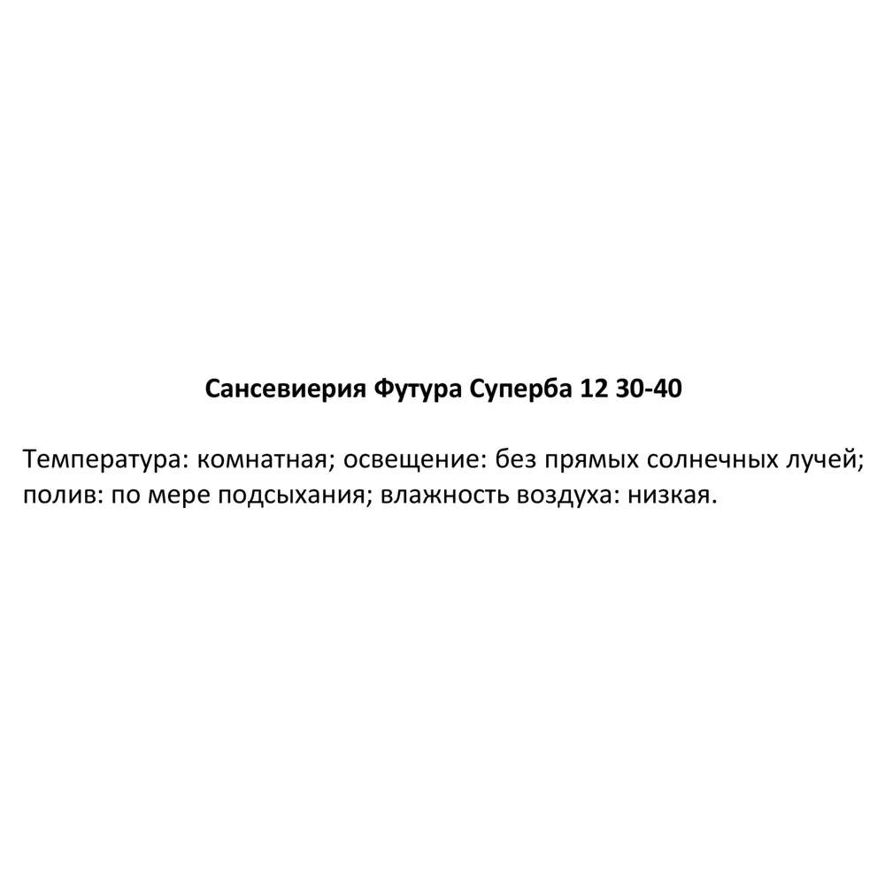 Фото 4 Сансевиерия Футура суперба ø12 h30 см Фото 4 Сансевиерия Футура суперба ø12 h30 см