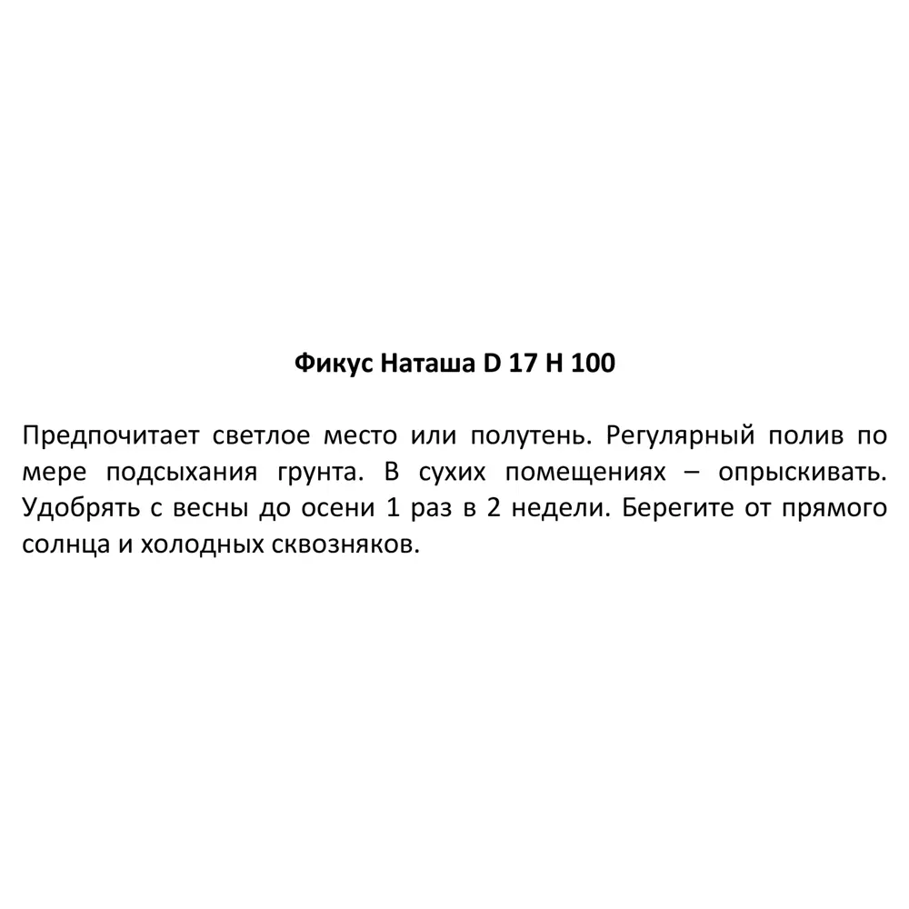 Фото 4 Фикус Наташа ø17 h100 см Фото 4 Фикус Наташа ø17 h100 см