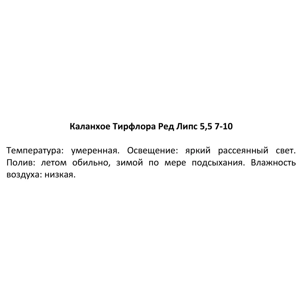 Фото 3 Каланхое тирзифлора Ред Липс ø5 h10 см Фото 3 Каланхое тирзифлора Ред Липс ø5 h10 см