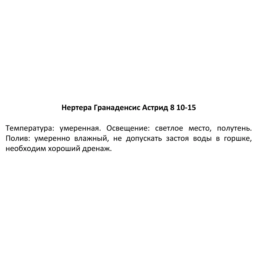 Фото 3 Нертера Астрид ø8 h10 см Фото 3 Нертера Астрид ø8 h10 см