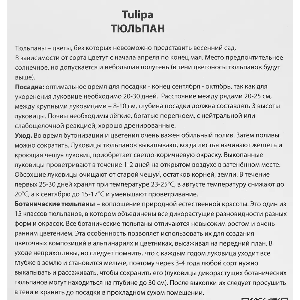 Фото 3 Тюльпан ботанический Лайлак Уандер, 10 шт Фото 3 Тюльпан ботанический Лайлак Уандер, 10 шт